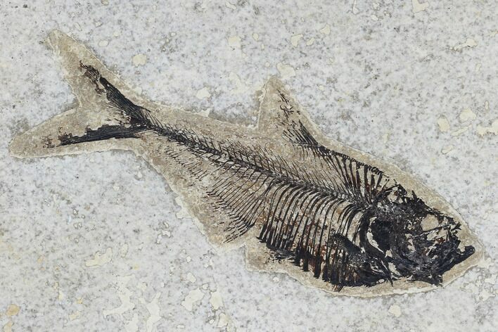 Fossil Fish (Diplomystus) - Green River Formation #115566